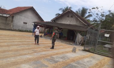 Babinsa Koramil 2202/Palabuhanratu Dampingi Penjemuran Padi di Desa Citarik