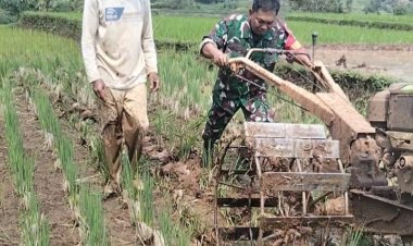 Babinsa Koramil 2208/Nyalindung Dampingi Kegiatan Ketahanan Pangan di Desa Caringin
