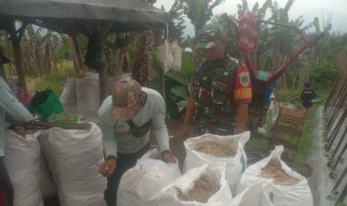 Babinsa Koramil 2205/Kalapanunggal Dampingi Kegiatan Hanpangan di Desa Cihamerang