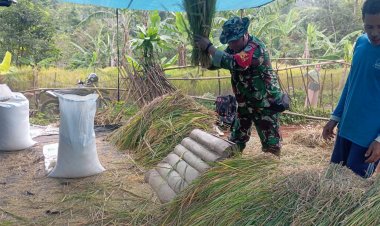 Babinsa Koramil 2201/Cisolok Dukung Kegiatan Panen Padi di Desa Gunung Keramat