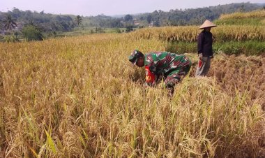 Babinsa Koramil 2209/Lengkong Dampingi Kegiatan Ketahanan Pangan di Desa Lengkong