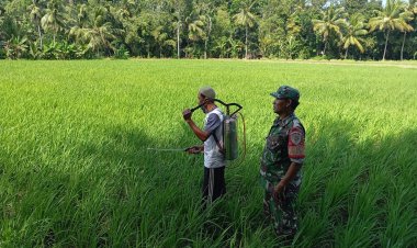 Babinsa Koramil 2212/Tegalbuleud Dampingi Kelompok Tani di Desa Sumberjaya