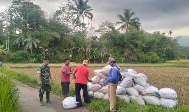 Babinsa Koramil 2206/Parakansalak Dampingi Kegiatan Serap Gabah di Desa Lebaksari