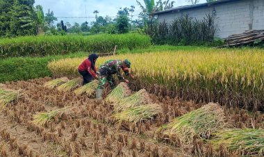 Babinsa Koramil 2205/Kalapanunggal Dampingi Kegiatan Ketahanan pangan Bersama Poktan