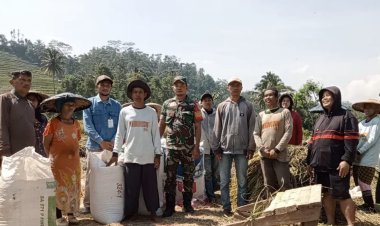 Babinsa Koramil 2205/Kalapanunggal Dampingi Kegiatan Penyerapan Gabah di Desa Tugubandung