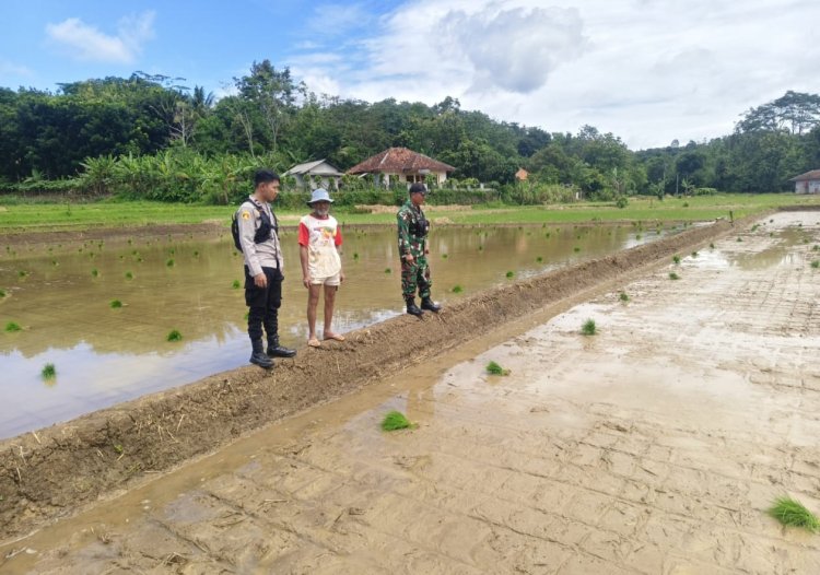 Babinsa Koramil 2211/Sagaranten Dampingi Kegiatan Hanpangan di Desa Cidolog