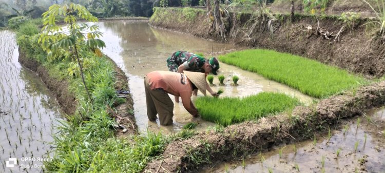Babinsa Koramil 2210/Pabuaran Dukung Ketahanan Pangan di Desa Cibadak