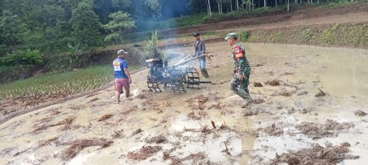 Babinsa Koramil 2210/Pabuaran Dukung Ketahanan Pangan Bersama Poktan Desa Pabuaran