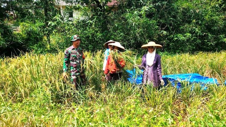 Babinsa Koramil 2209/Lengkong Dampingi Kegiatan Ketahanan Pangan di Desa Cilangkap