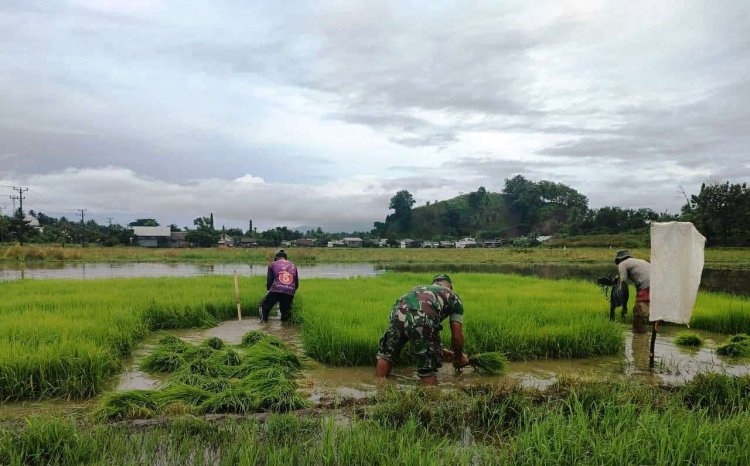 Babinsa Koramil 2212/Tegalbuleud Laksanakan Pendampingan Ketahanan Pangan