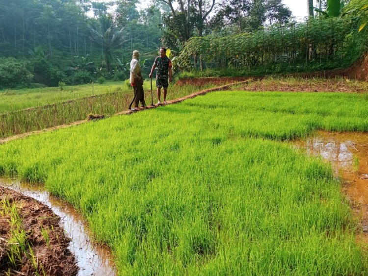 Babinsa Koramil 2205/Kalapanunggal Dampingi Kegiatan Hanpangan di Desa Tugubandung