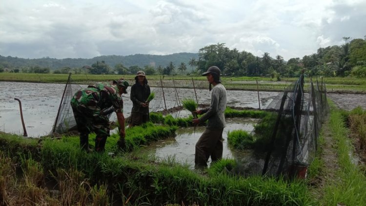 BABINSA BINTAHWIL DAMPINGI KEGIATAN HANPANGAN DI DESA MEKAR ASIH