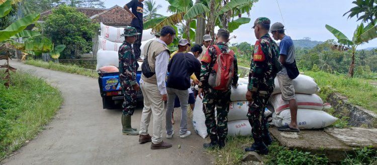 Danramil 2201/Cisolok Ikuti Program Penyerapan Gabah di Kp. Cimareme, Desa Wangunsari
