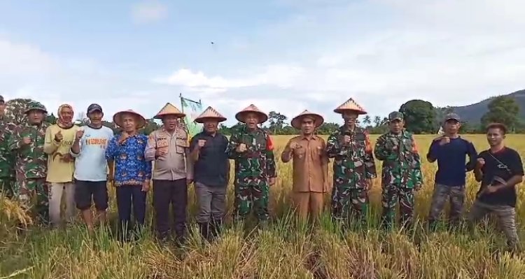 Serka Budi Hartono, Babinsa Koramil 2215/Ciemas, Dampingi BULOG dalam Penyerapan Gabah di Desa Ciwaru saat Panen Raya