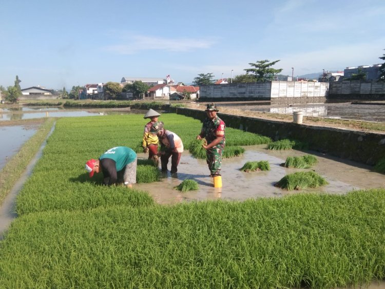 Babinsa Koramil 2202/Palabuhanratu Dampingi Kegiatan Hanpangan Poktan Mutiara Tani