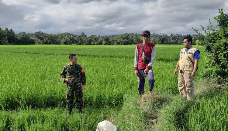 Babinsa Koramil 2212/Tegalbuleud Dampingi Kelompok Tani di Desa Biniasih