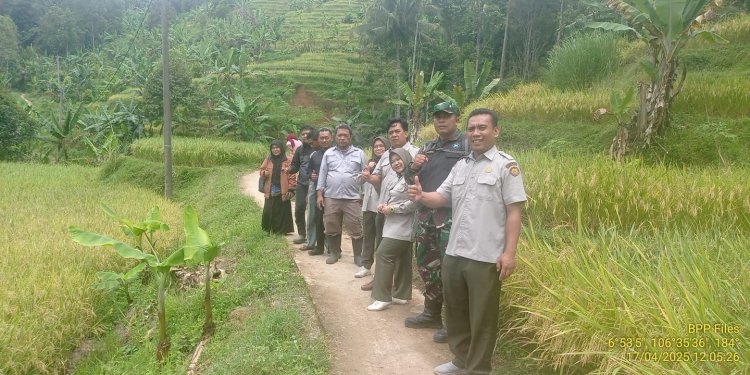 Babinsa Koramil 2204/Cikidang Dampingi Kegiatan Ketahanan Pangan di Desa Cikarae Thoyibah