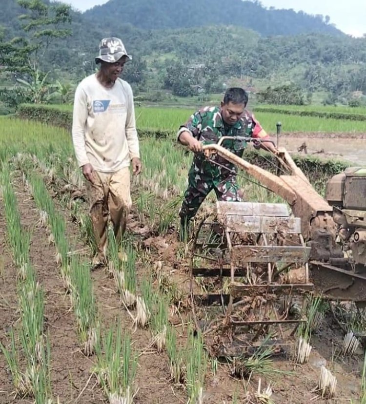 Babinsa Koramil 2208/Nyalindung Dampingi Kegiatan Ketahanan Pangan di Desa Caringin