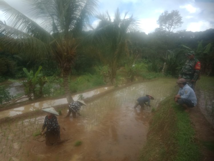 Babinsa Koramil 2204/Cikidang Dampingi Kegiatan LTT Poktan Cigadog