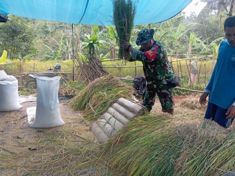 Babinsa Koramil 2201/Cisolok Dukung Kegiatan Panen Padi di Desa Gunung Keramat