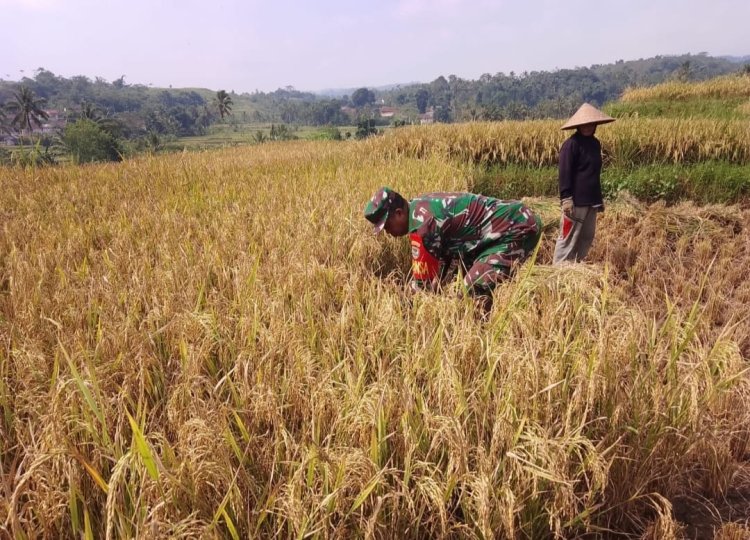Babinsa Koramil 2209/Lengkong Dampingi Kegiatan Ketahanan Pangan di Desa Lengkong