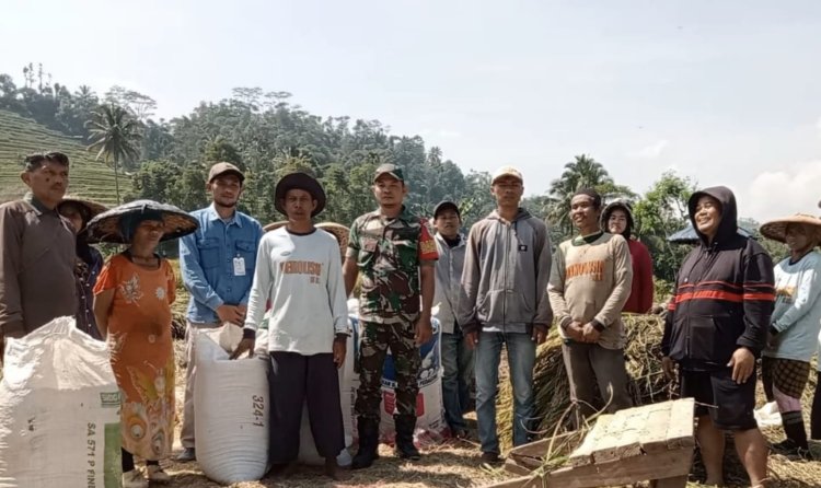 Babinsa Koramil 2205/Kalapanunggal Dampingi Kegiatan Penyerapan Gabah di Desa Tugubandung