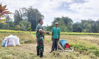 Babinsa Buniwangi Dampingi Kegiatan Ketahanan Pangan Bersama Kelompok Tani di Gegerbitung