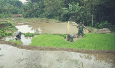 Babinsa Koramil 2204/Cikidang Dampingi Kegiatan Ketahanan Pangan Bersama Poktan di Desa Cikarae Thoyibah