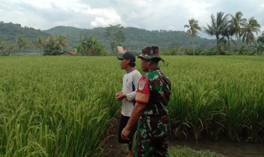 Babinsa Koramil 2202/Palabuhanratu Dampingi Kegiatan Hanpangan Bersama Kelompok Tani