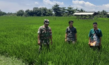 Babinsa Koramil 2212/Tegalbuleud Laksanakan Pendampingan Hanpangan