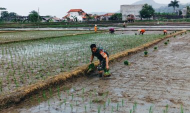 Babinsa Koramil 2201/Cisolok Dampingi Kegiatan Penanaman Padi di Desa Karang Papak
