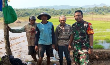 Babinsa Koramil 2202/Palabuhanratu Laksanakan Pendampingan Hanpangan Siap Tanam di Desa Cidadap