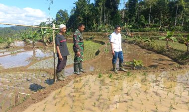 Babinsa Koramil 2201/Cisolok Dampingi Kegiatan Pertanian di Desa Karangpapak