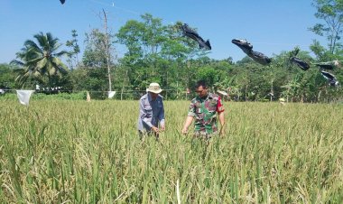 Koramil 2206/Parakansalak Dukung Ketahanan Pangan di Desa Sukatani