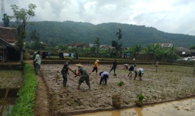 Babinsa Koramil 2201/Cisolok Dampingi Kelompok Tani Laksanakan Penanaman Padi di Desa Karang Papak