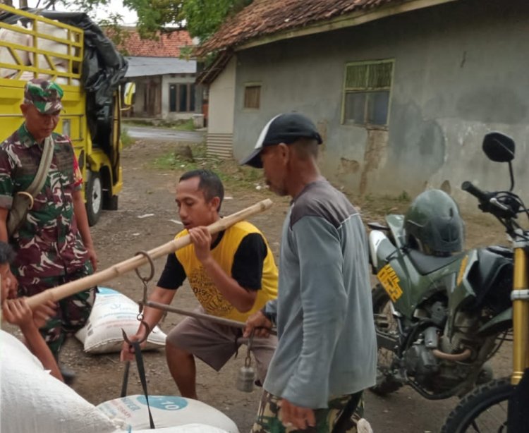 Babinsa Koramil 2202/Palabuhanratu Dampingi Kegiatan Serap Gabah Bersama Bulog
