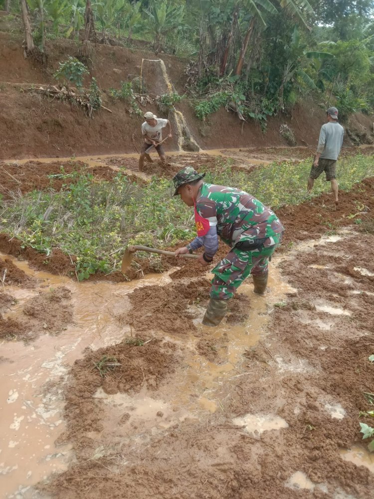 BABINSA KORAMIL 2201/CISOLOK DAMPINGI KEGIATAN PERTANIAN BERSAMA KELOMPOK TANI