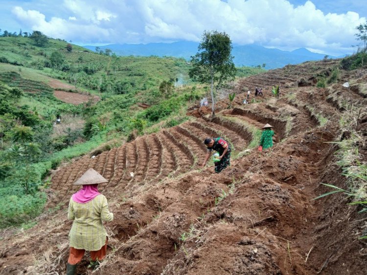 Babinsa Koramil 2205/Kalapanunggal Dampingi Kegiatan Ketahanan Pangan di Desa Pulosari