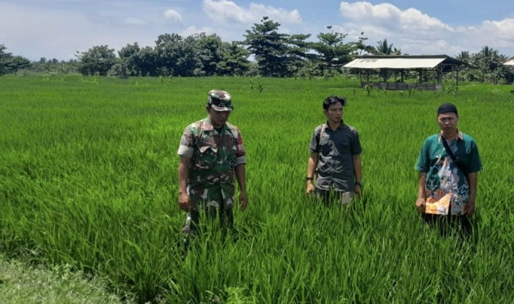 Babinsa Koramil 2212/Tegalbuleud Laksanakan Pendampingan Hanpangan