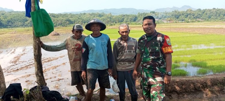 Babinsa Koramil 2202/Palabuhanratu Laksanakan Pendampingan Hanpangan Siap Tanam di Desa Cidadap