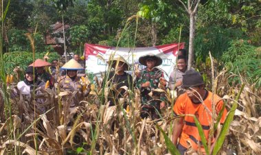 Babinsa Serda Juanda Dampingi Panen Jagung Hibrida ,Paus Biru, di Desa Tegallega