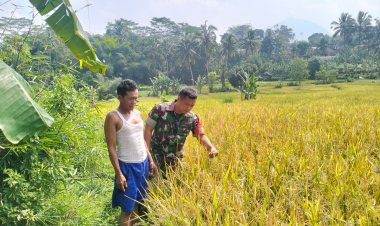 Babinsa 2206/Parakansalak dan PPL Laksanakan Pendataan dan Sosialisasi Serap Gabah di Kp. Cisarua