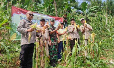 Babinsa Koramil 2201/Cisolok Dampingi Kelompok Tani Panen Jagung di Desa Gunung Kramat