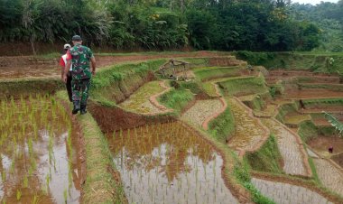 Babinsa Koramil 2205/Kalapanunggal Dampingi Kegiatan Hanpangan Bersama Poktan di Desa Tugubandung