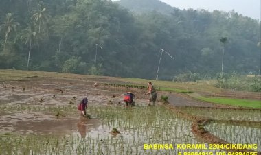 Babinsa Koramil 2204/Cikidang Dampingi Kegiatan Ketahanan Pangan Bersama Poktan Gunungsari di Desa Cikarae Thoyibah