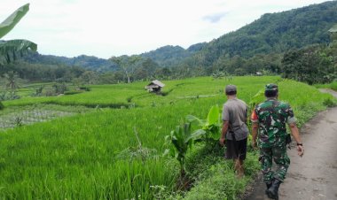 Babinsa Koramil 2201/Cisolok Dampingi Kegiatan Pertanian di Desa Gunung Tanjung