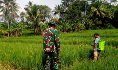 Babinsa Koramil 2201/Cisolok Dampingi Kegiatan Pertanian di Desa Wangunsari