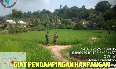 Babinsa Koramil 2204/Cikidang Dampingi Kegiatan Ketahanan Pangan Poktan Kidangmidang