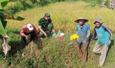 Babinsa Koramil 2206/Parakansalak Dampingi Poktan dalam Ketahanan Pangan