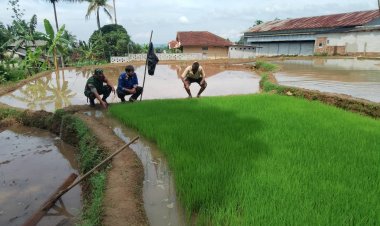 Babinsa Koramil 2206/Parakansalak Laksanakan Pendampingan Ketahanan Pangan di Desa Sukakersa